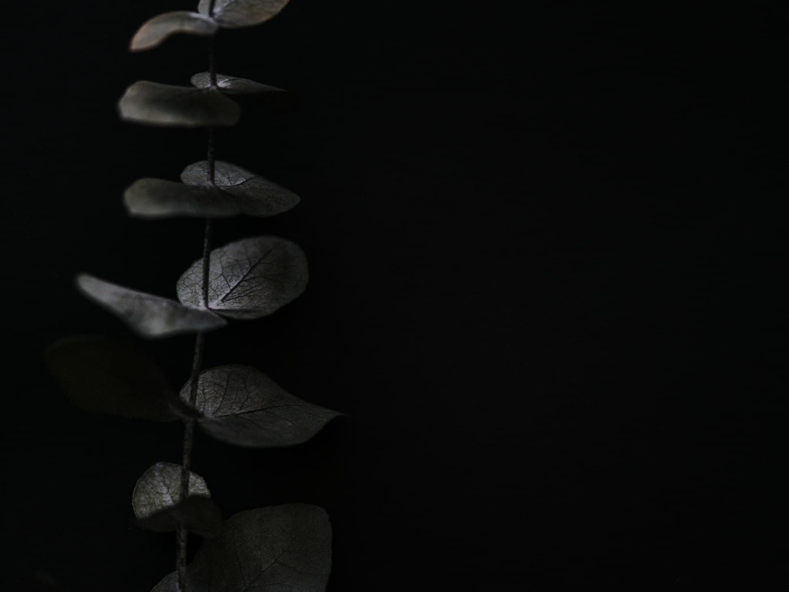 Botanical foliage representing the body’s natural systems
