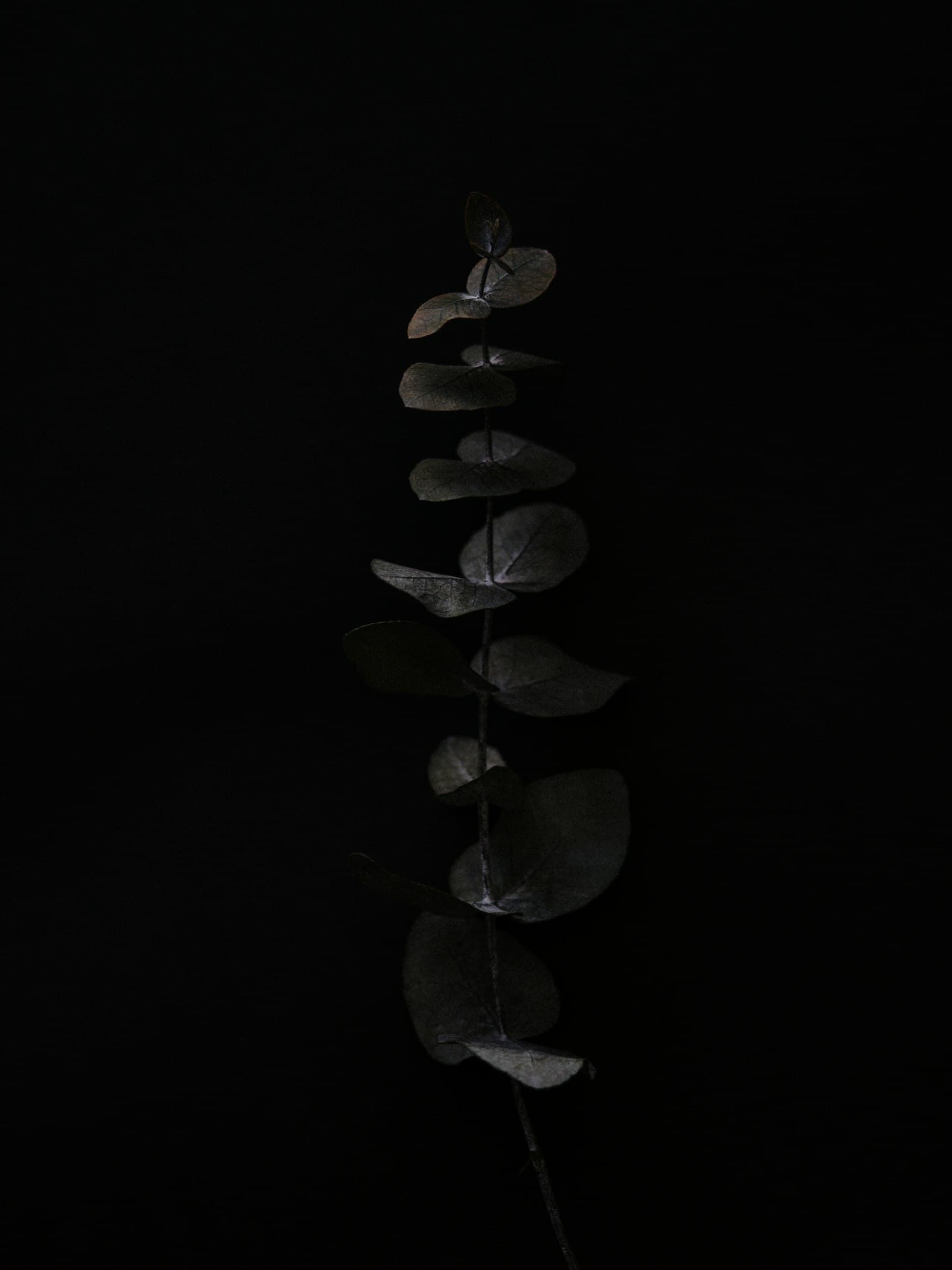 Foliage against a dark ground