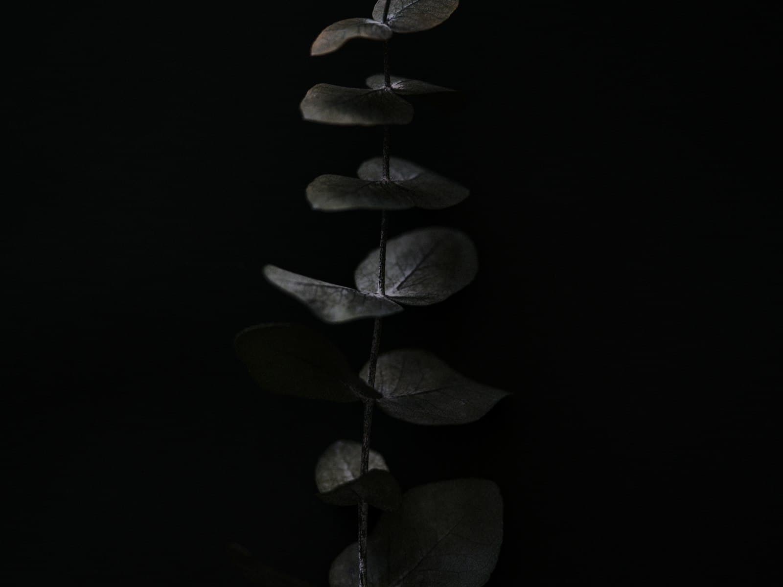 Foliage in low light
